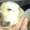 Породные щени лабрадора ретривера - Изображение #2, Объявление #500857