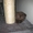 Продаются милейшие котята Скоттиш-фолд (шотландские вислоухие) - Изображение #1, Объявление #511750