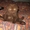 Продаются милейшие котята Скоттиш-фолд (шотландские вислоухие) - Изображение #3, Объявление #511750