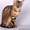 Бенгальские котята \"мини леопардики\" - Изображение #2, Объявление #516788