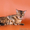 Бенгальские котята \"мини леопардики\" - Изображение #1, Объявление #516788