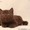 Очаровательные шотландские вислоухие котята! - Изображение #3, Объявление #503746