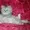 Персидские котята в Серебристой дымке - Изображение #4, Объявление #494096