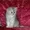 Персидские котята в Серебристой дымке - Изображение #5, Объявление #494096