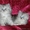 Персидские котята в Серебристой дымке - Изображение #3, Объявление #494096