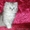 Персидские котята в Серебристой дымке - Изображение #1, Объявление #494096
