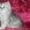 Персидские котята в Серебристой дымке - Изображение #2, Объявление #494096