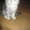 Продаю полу персидского котёнка  - Изображение #2, Объявление #484086