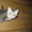 Продаю полу персидского котёнка  - Изображение #1, Объявление #484086