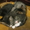 Котятки в ваши лапки - Изображение #4, Объявление #515243