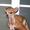 Очень красивые щенки чихуахуа 2 мальчика-НЕДОРОГО! - Изображение #1, Объявление #484711
