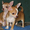 Очень красивые щенки чихуахуа 2 мальчика-НЕДОРОГО! #484711