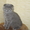 котята шотландские страйты и фолды - Изображение #1, Объявление #484751