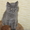 котята шотландские страйты и фолды - Изображение #2, Объявление #484751