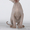 питомник каанадских сфинксов Pharaon Cats - Изображение #2, Объявление #501734