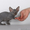 питомник каанадских сфинксов Pharaon Cats - Изображение #5, Объявление #501734