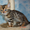 Бенгальские котята \"мини леопардики\" - Изображение #4, Объявление #516788