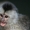 предлогаю купить обезьяну капуцин - Изображение #1, Объявление #509436