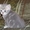 Британские котята 1,5мес. из п-ка "Silver Blossom". - Изображение #2, Объявление #497481