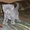 Британские котята 1,5мес. из п-ка "Silver Blossom". - Изображение #3, Объявление #497481