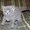 Британские котята 1,5мес. из п-ка "Silver Blossom". - Изображение #1, Объявление #497481