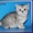 Британские котята серебристых окрасов из питомника Daryacats  #505959