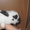 Крольчата карликовые декоративные - Изображение #5, Объявление #497191