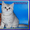 Британские котята серебристых окрасов из питомника Daryacats  - Изображение #2, Объявление #505959