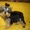 Продаются щенки йоркширского терьера мини - Изображение #1, Объявление #518857