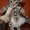 Бенгальские котята \"мини леопардики\" - Изображение #3, Объявление #516788