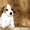 мои собаки-расселы - Изображение #2, Объявление #551629