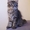 Мейн кун крупные котята - Изображение #2, Объявление #530605