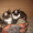 норвежские лесные котята - Изображение #1, Объявление #539964