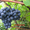 Саженцы подмосковного винограда - Изображение #1, Объявление #523742