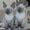 котята корниш рекс сиамского окраса - Изображение #1, Объявление #520832