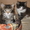 норвежские лесные котята - Изображение #4, Объявление #539964