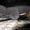 клубные бринские котята - Изображение #6, Объявление #557631