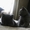 клубные бринские котята - Изображение #5, Объявление #557631
