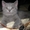 клубные бринские котята - Изображение #4, Объявление #557631