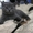 клубные бринские котята - Изображение #2, Объявление #557631