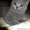 клубные бринские котята - Изображение #3, Объявление #557631