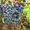 Саженцы подмосковного винограда - Изображение #2, Объявление #523742