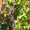 Саженцы подмосковного винограда #523742