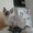 котята корниш рекс сиамского окраса - Изображение #3, Объявление #520832