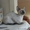 котята корниш рекс сиамского окраса - Изображение #5, Объявление #520832