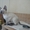 котята корниш рекс сиамского окраса - Изображение #6, Объявление #520832