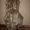 леггинсы велюровые,лосины леопардовые,платья - Изображение #2, Объявление #559526