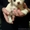 спец. предложение - продаются щенки чихуахуа - Изображение #2, Объявление #573045