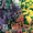 Семена цветов от агрофирмы "Плюс" - Изображение #4, Объявление #590631