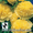 Семена цветов от агрофирмы "Плюс" - Изображение #6, Объявление #590631